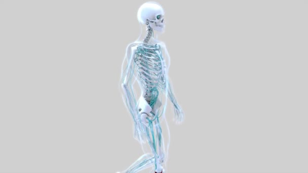 Abstracte Animatie Van Ostheoartritis Knieziekten — Stockvideo