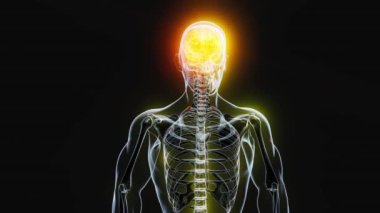 3D animation.  Anatomy concept of a Xray man walking