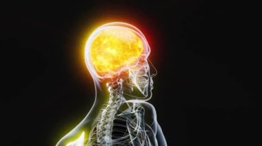 3D animation.  Anatomy concept of a Xray man walking