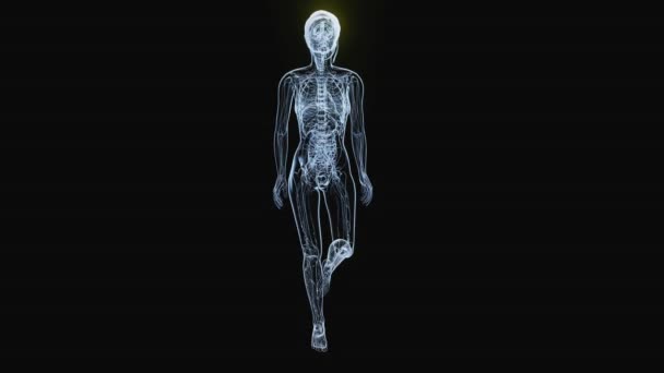 背中の痛みを持つ女性の解剖学的概念 — ストック動画