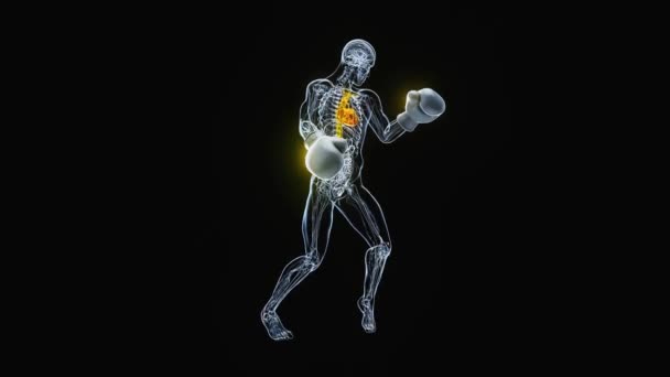 Anatomía Hombre Rayos Boxeo Animación — Vídeos de Stock