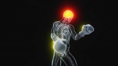 Röntgen adam boksunun anatomisi - 3 boyutlu animasyon 