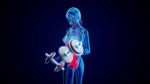 Ilustración Una Anatomía Una Radiografía Mujer Haciendo Rizos Bíceps — Vídeo de stock