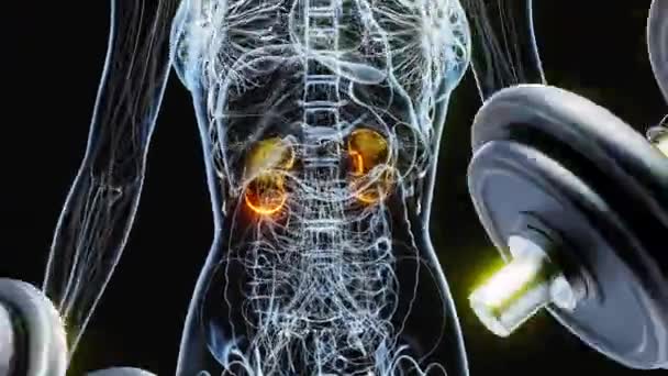 Illustration Einer Anatomie Eines Röntgenbildes Nieren Frau Beim Bizeps Locken — Stockvideo