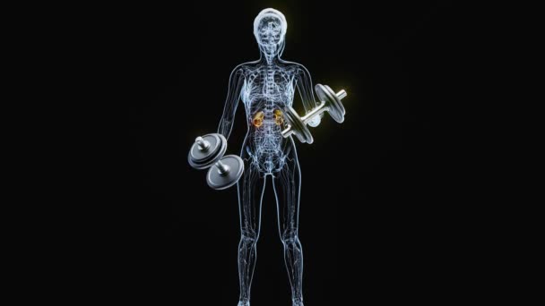 Иллюстрация Анатомии Рентгена Почек Женщины Делающей Бицепсы — стоковое видео
