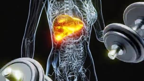 Εικονογράφηση Μιας Anatomy Ray Συκώτι Γυναίκα Κάνει Biceps Μπούκλες — Αρχείο Βίντεο
