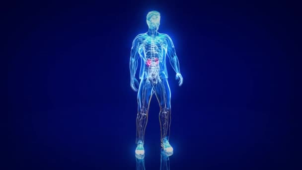 Konzeption Des Menschlichen Körpers Der Nieren — Stockvideo