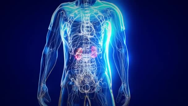 Concept Design Human Body Kidneys — Stock Video