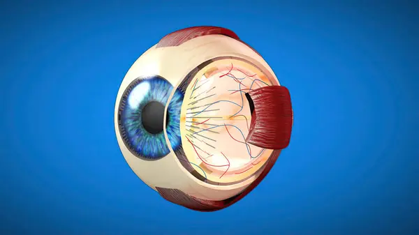 眼の3D解剖学的モデル — ストック写真