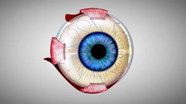 Anatomical Model Eye — Stock Photo, Image