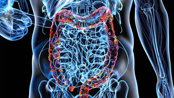 Abstract Anatomy View Gut Illustration — Stock Photo, Image