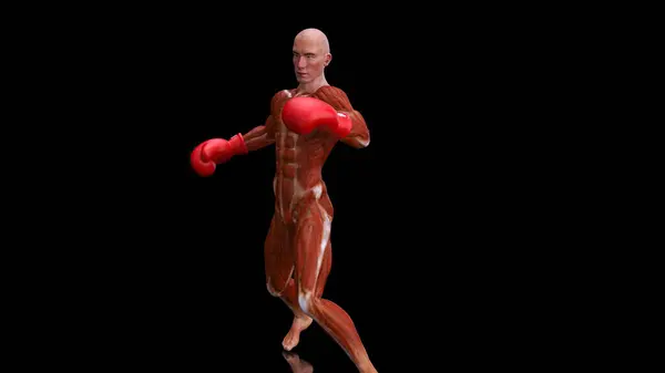 Abstract Anatomy Man Boxing — Stock Photo, Image