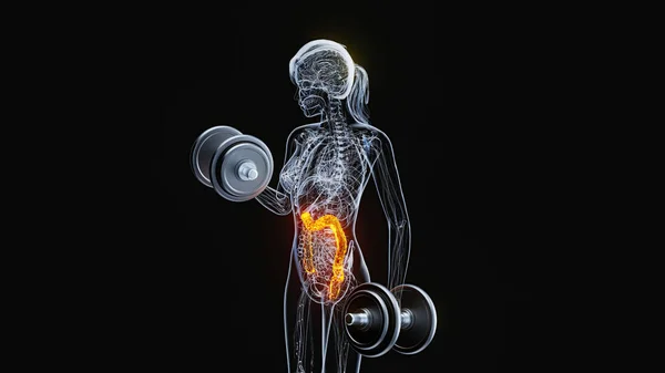 Anatomi Röntgenkvinna Gör Biceps Lockar Royaltyfria Stockfoton