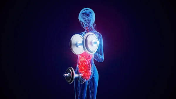 Anatomie Van Een Ray Vrouw Doet Biceps Krullen Stockfoto