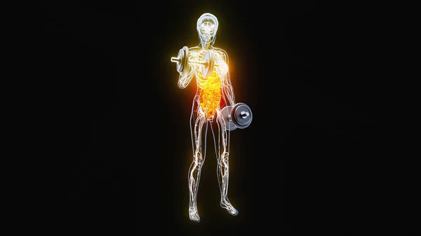 Anatomie Van Een Ray Vrouw Doet Biceps Krullen Stockafbeelding