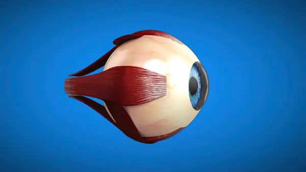 Anatomisches Modell Eines Auges Medizin Stockfoto