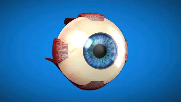 Bir Gözün Boyutlu Anatomik Modeli Tıp Stok Resim