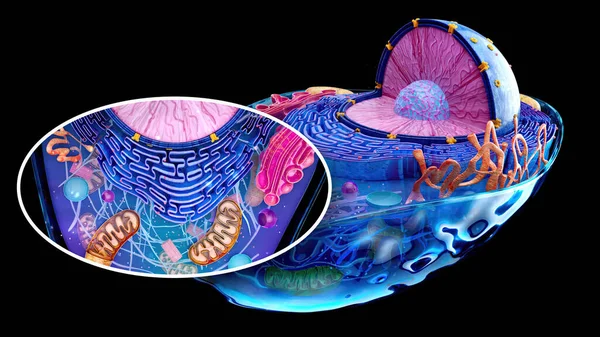 Abstrakt Illustration Den Biologiska Cellen Och Mitokondrierna Medicin Stockbild