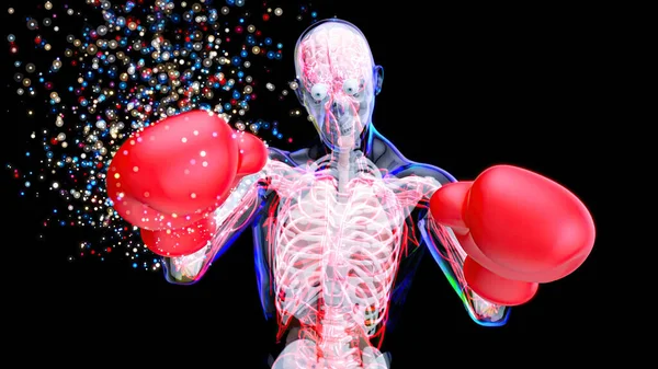 Abstrakt Anatomi Man Boxning Stockbild