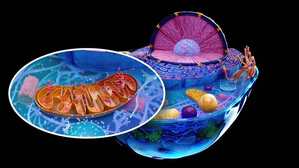 Biyolojik Hücrenin Soyut Çizimi Telifsiz Stok Fotoğraflar