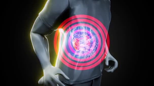 Animation Einer Anatomie Eines Mannes Der Joggt Nieren Röntgen — Stockvideo
