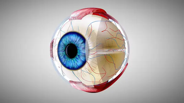 Bir Gözün Boyutlu Anatomik Modeli Stok Fotoğraf