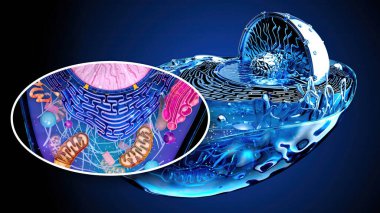abstract illustration of the biological cell and the mitochondria clipart