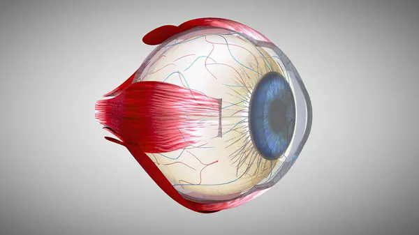 Bir Gözün Boyutlu Anatomik Modeli Stok Resim