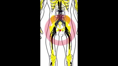  Prostatın üç boyutlu soyut canlandırması 