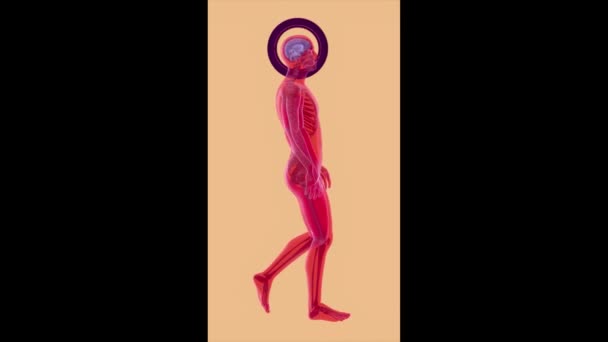 Abstrakcyjna Sztuka Mózgu Chodzący Mężczyzna Rentgen — Wideo stockowe