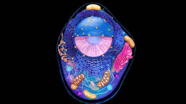 Abstract illustration of the biological cell clipart