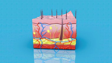 Abstract illustration of the skin layers, medicine  clipart
