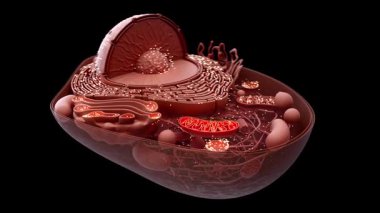  Biyolojik hücrenin çizimi, mitokondri. 