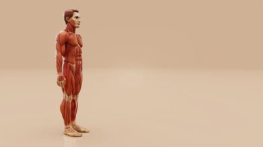 Bir adamın anatomisinin kavramsal 3 boyutlu animasyonu
