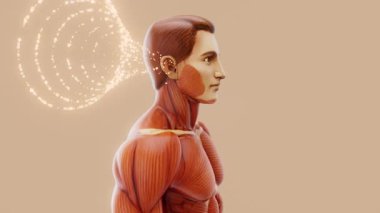 Bir adamın anatomisi ve işitme duyusunun kavramsal 3 boyutlu animasyonu