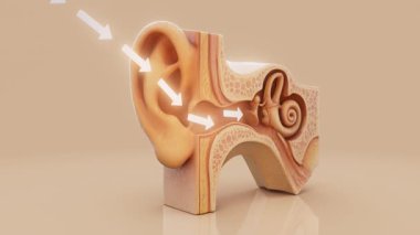Bir kulak anatomisinin kavramsal 3 boyutlu animasyonu, animasyon