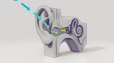 Bir kulak anatomisinin kavramsal 3 boyutlu animasyonu, animasyon