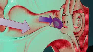 Bir kulak anatomisinin kavramsal 3 boyutlu animasyonu, animasyon