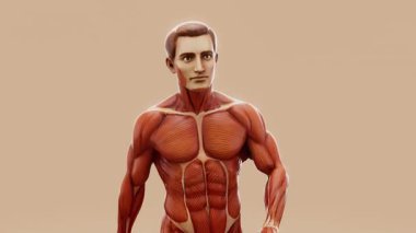 Bir adamın anatomisinin 3 boyutlu kavramsal animasyonu, tıp