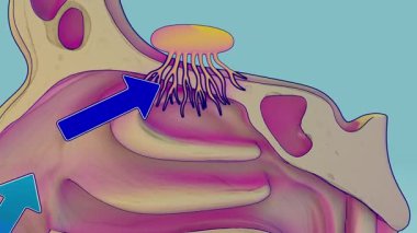 Burundan geçen havanın akışı