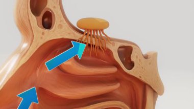 Burundan geçen hava, insan kokusu.