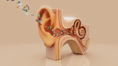 Bakterilerin insan kulağına girme süreci