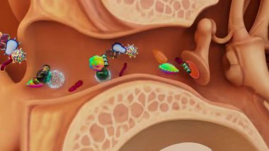 Bakterilerin insan kulağına girme süreci