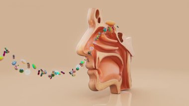 Bakterilerin insan burnuna girme süreci