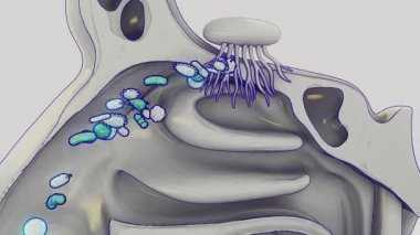 Bakterilerin insan burnuna girme süreci