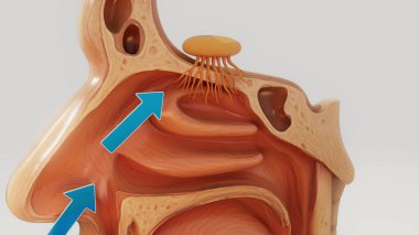 Bir burun anatomisinin kavramsal 3 boyutlu çizimi