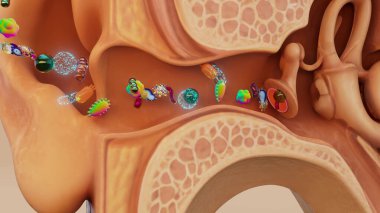 İnsan kulağına bulaşan bakterinin kavramsal 3 boyutlu çizimi