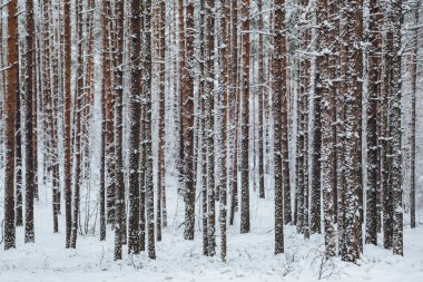 Güzel kış ormanı. Karla kaplı ağaç gövdeleri. Kış manzarası. Beyaz kar zemini ve ağaçları kaplıyor. Muhteşem bir atmosfer. Kar doğası. Açık hava çekimi