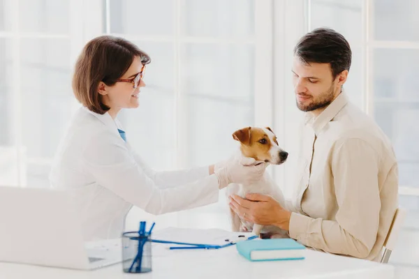 Shot of female vet takes care of beautiful pedigree dog in clinic, gives good treatment, examines animal, talks and gives advice to owner, pose at desktop in cabinet. Medicine and animals concept