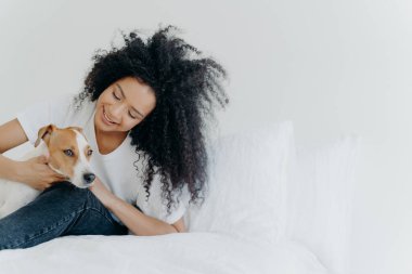 Indoor shot of lovely Afro American girl rests in bed after awakening with dog, enjoys time with pet, sit on comfortable bed against white wall. Jack russell terrier pays with owner. Cute friendship